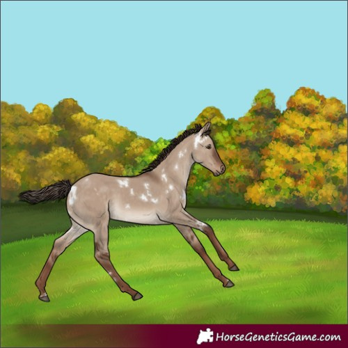 Horse Color:White Spotted Liver Red Dun 