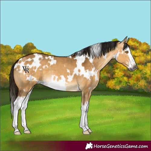 Horse Color:Gray White Spotted Buckskin Dun Splash 