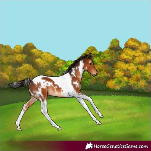 Horse Color:Gray White Spotted Bay Tobiano 