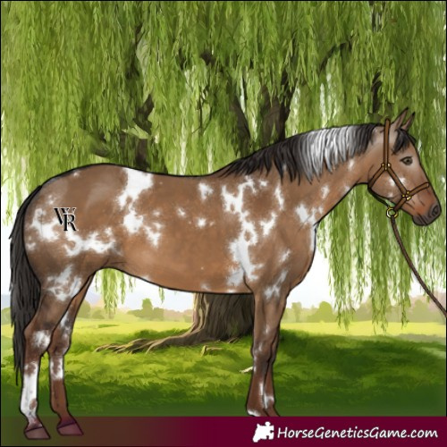 Horse Color:Gray White Spotted Liver Red Dun