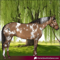 Horse Color:Gray White Spotted Liver Red Dun