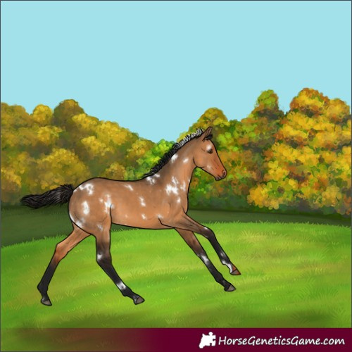 Horse Color:Gray White Spotted Bay Dun