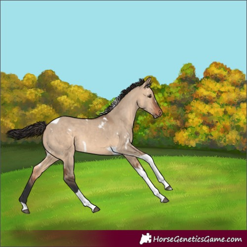 Horse Color:White Spotted Bay Dun Tobiano