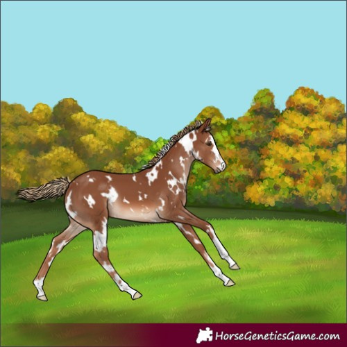 Horse Color:White Spotted Chestnut