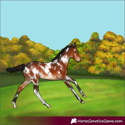Horse Color:Gray White Spotted Bay