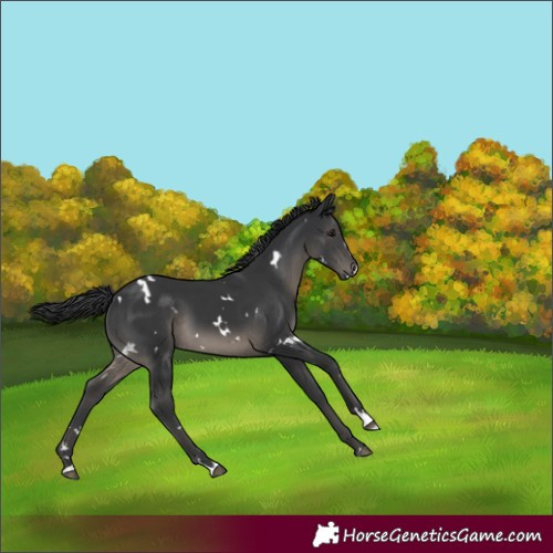 Horse Color:White Spotted Black