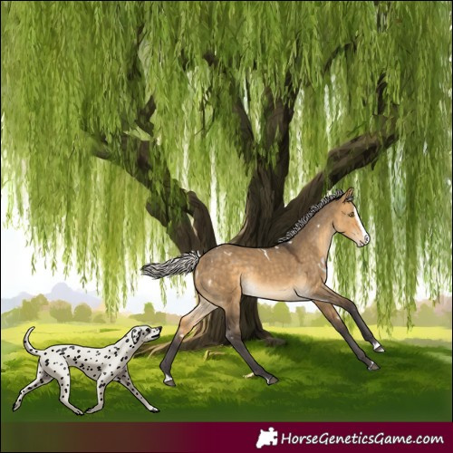 Horse Color:White Spotted Silver Buckskin Dun Splash Rabicano