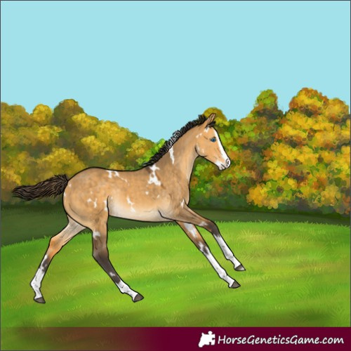 Horse Color:White Spotted Buckskin Dun Splash Rabicano 