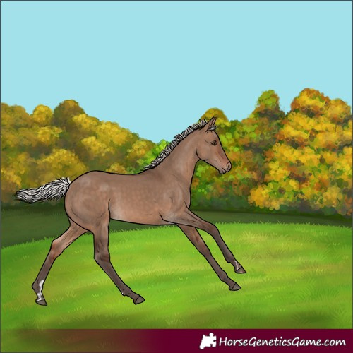 Horse Color:Silver Brown Dun