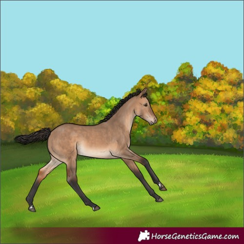 Horse Color:Bay Dun 