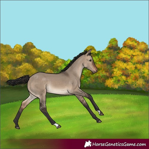 Horse Color:Brown Dun 