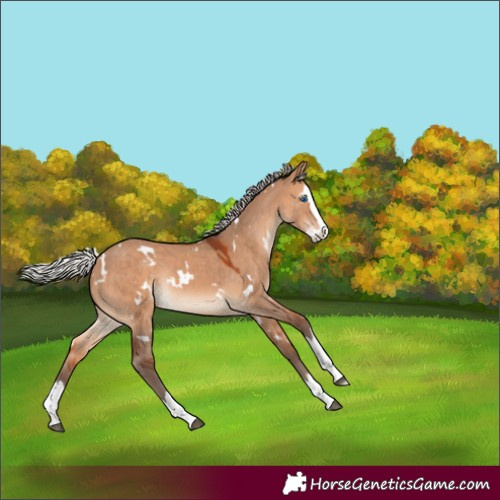 Horse Color:White Spotted Silver Bay Dun Splash Rabicano
