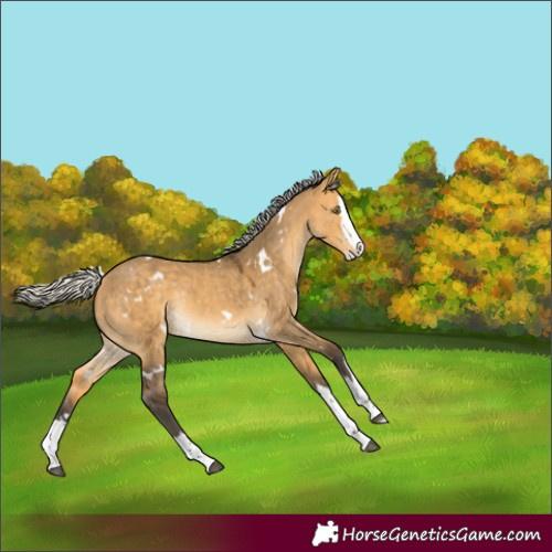 Horse Color:White Spotted Silver Buckskin Dun Splash Rabicano 