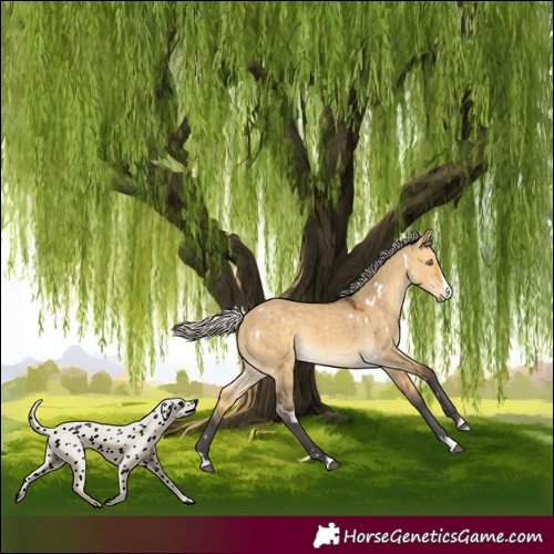 Horse Color:White Spotted Silver Buckskin Dun Splash Rabicano 