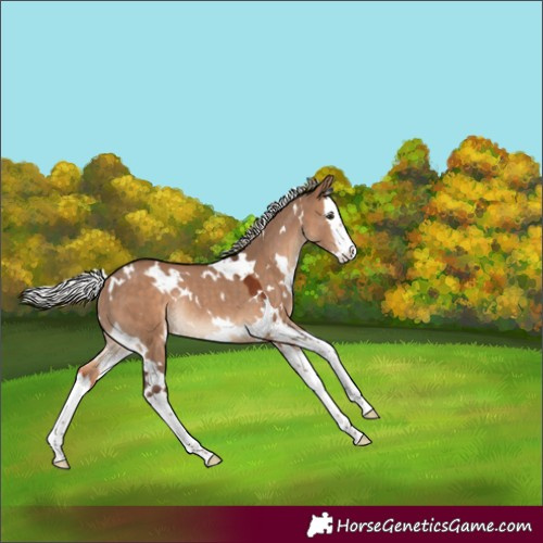 Horse Color:White Spotted Silver Brown Dun Splash Rabicano 