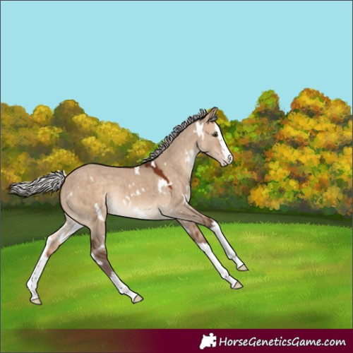 Horse Color:White Spotted Silver Bay Dun Splash Rabicano 