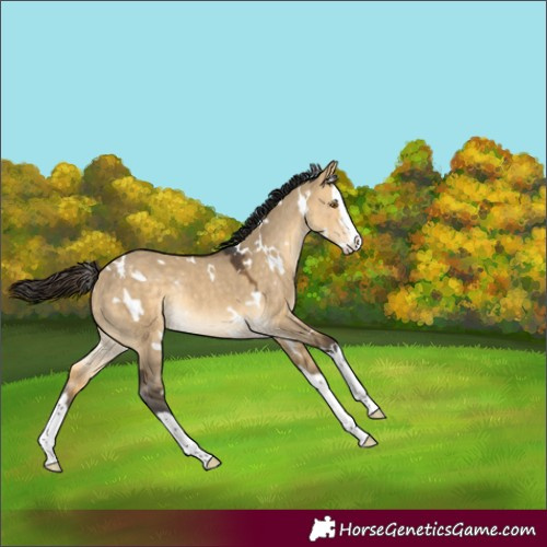 Horse Color:White Spotted Buckskin Dun Splash Rabicano 