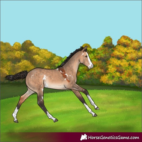 Horse Color:White Spotted Bay Dun Splash Rabicano 