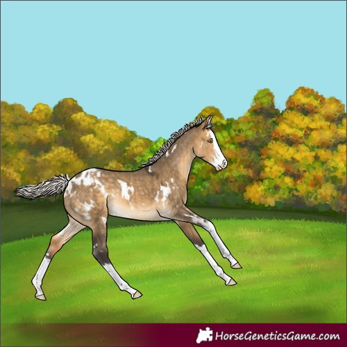 Horse Color:White Spotted Silver Buckskin Dun Splash Appaloosa Rabicano 