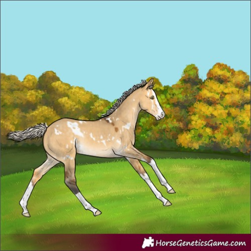 Horse Color:White Spotted Silver Buckskin Dun Splash Rabicano
