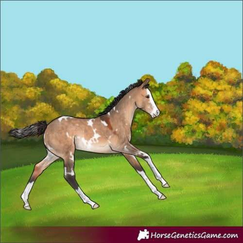 Horse Color:White Spotted Bay Dun Splash Rabicano 