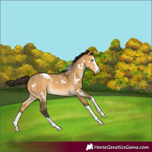 Horse Color:White Spotted Buckskin Dun Splash Rabicano