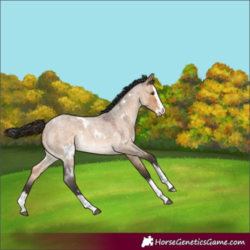 Horse Color:White Spotted Bay Roan Dun Splash Rabicano 