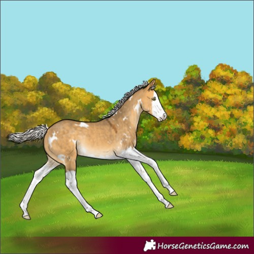 Horse Color:White Spotted Silver Buckskin Dun Splash Rabicano 