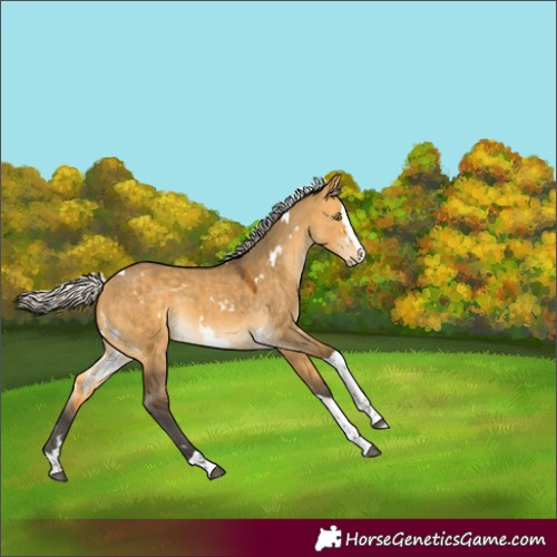 Horse Color:White Spotted Silver Buckskin Dun Splash Tobiano Rabicano 