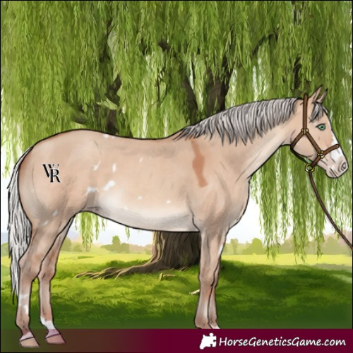 Horse Color:White Spotted Silver Sable Champagne Dun Splash Rabicano 