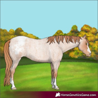 Horse Color:Gold Champagne Roan Appaloosa 