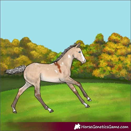 Horse Color:White Spotted Silver Bay Dun Splash Rabicano