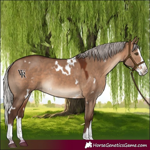 Horse Color:White Spotted Silver Bay Dun Splash Rabicano 