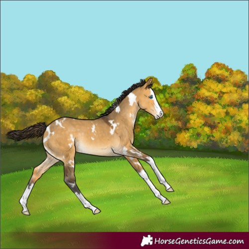 Horse Color:White Spotted Buckskin Dun Splash Rabicano 