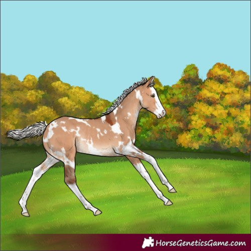 Horse Color:White Spotted Silver Bay Dun Splash Rabicano