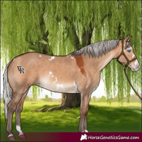 Horse Color:White Spotted Silver Bay Dun Splash Rabicano 