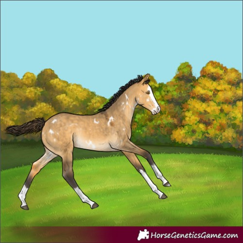Horse Color:White Spotted Buckskin Dun Splash Rabicano