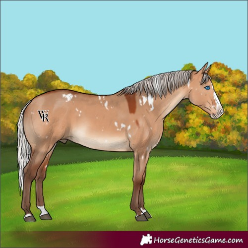 Horse Color:White Spotted Silver Bay Dun Splash Rabicano