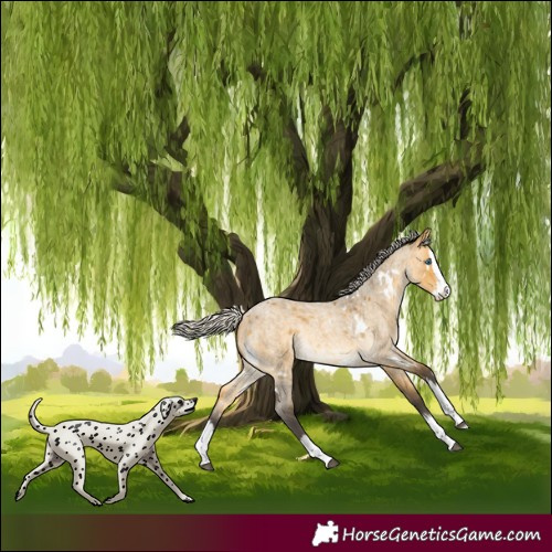 Horse Color:White Spotted Silver Buckskin Roan Dun Splash Rabicano 