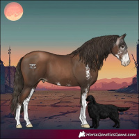 Horse Color:Gray Black Pearl Sabino