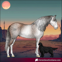 Horse Color:Gray Black Pearl Sabino 