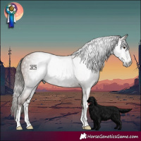 Horse Color:Gray Black Pearl Sabino 