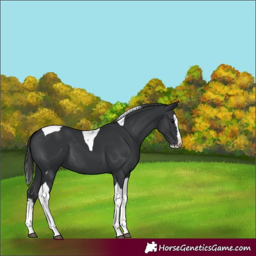 Horse Color:Black Splash Tobiano 