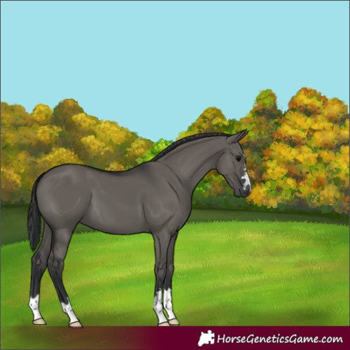Horse Color:Grullo