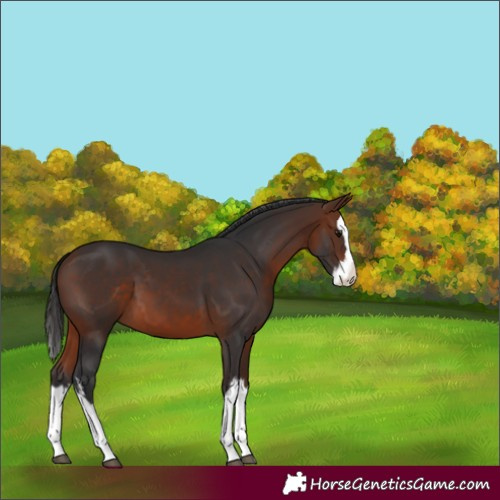 Horse Color:White Spotted Bay Splash