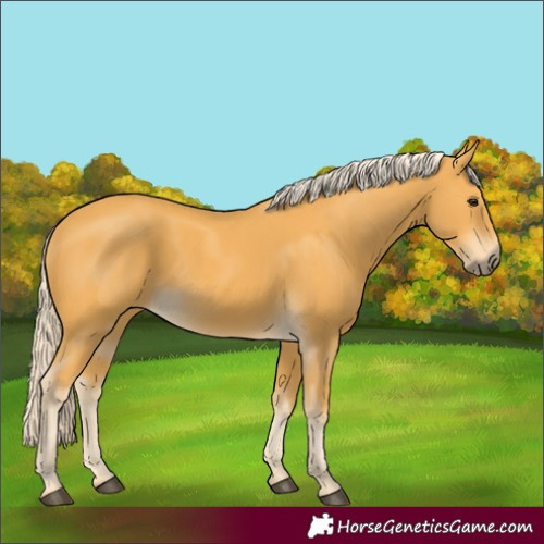 Horse Color:Palomino