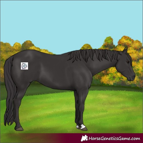 Horse Color:Smoky Black 