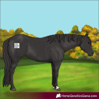 Horse Color:Smoky Black