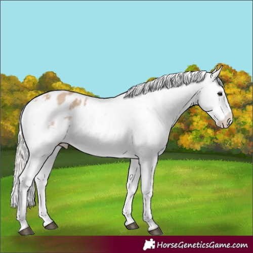 Horse Color:Silver Brown Dun Blanket