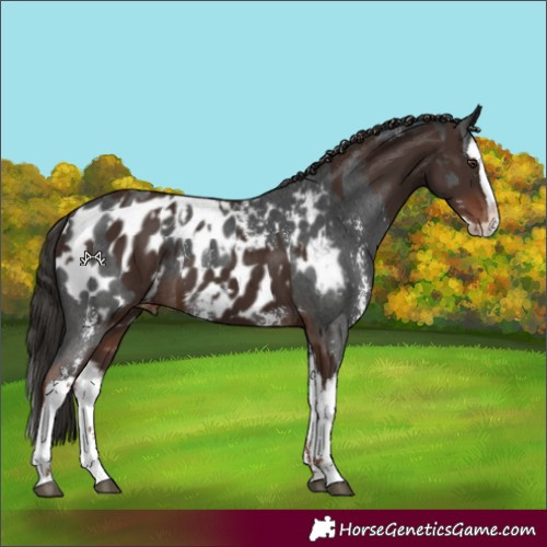 Horse Color:Liver Chestnut Sabino Splash Appaloosa  and Gray Liver Chestnut Sabino Splash Appaloosa 
